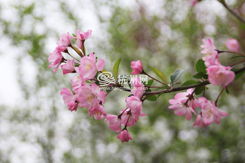 杭州三月花开之街边公园(06)