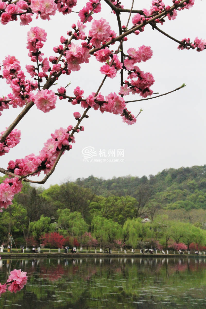 杭州西湖白堤 —— 花(18)