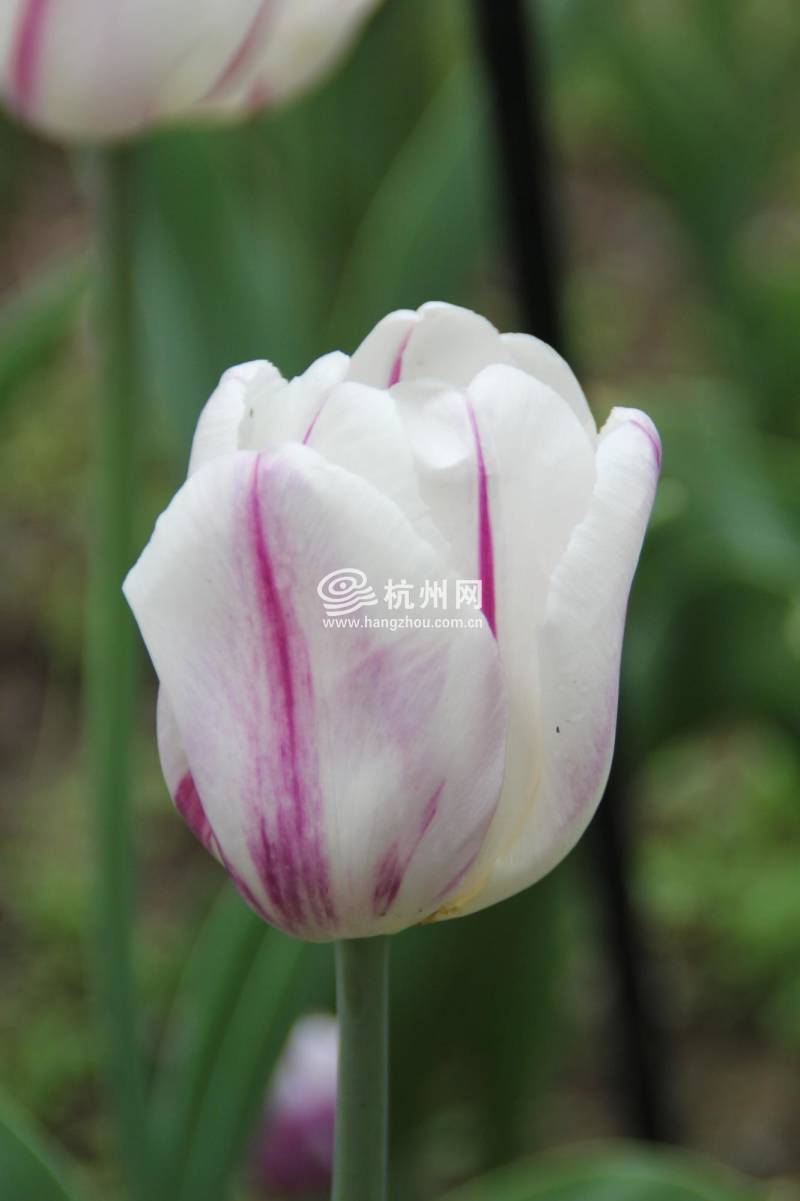 太子湾公园2025年“爱如繁花”郁金香花展(77)