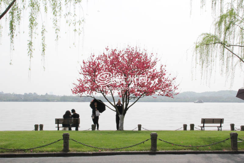杭州西湖白堤 —— 花(12)