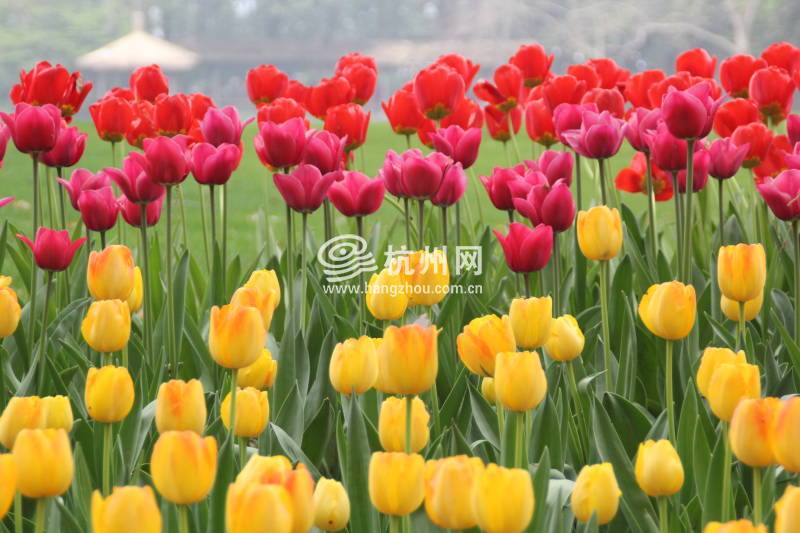 太子湾公园2025年“爱如繁花”郁金香花展(53)