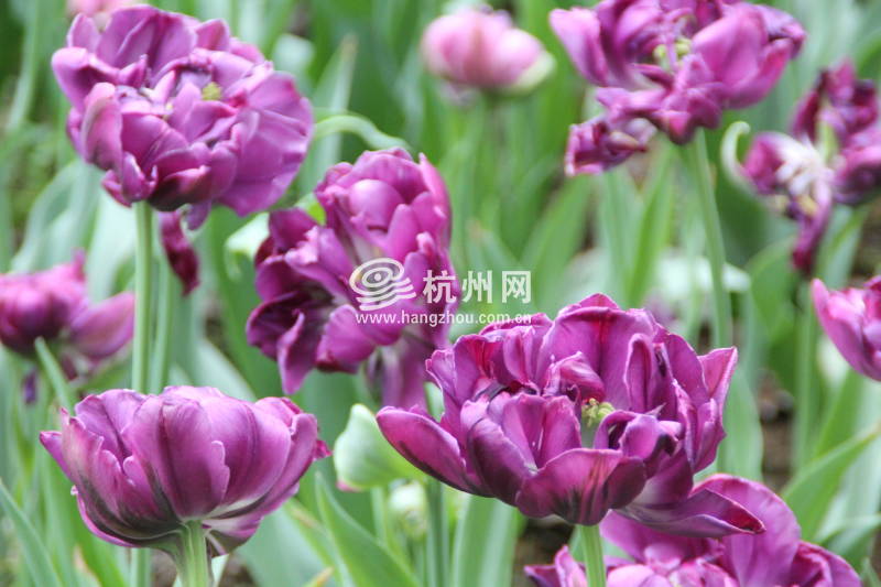 太子湾公园2025年“爱如繁花”郁金香花展(67)