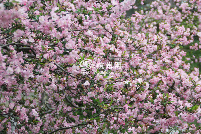 杭州三月花开之街边公园(07)