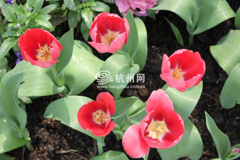 太子湾公园2025年“爱如繁花”郁金香花展(10)