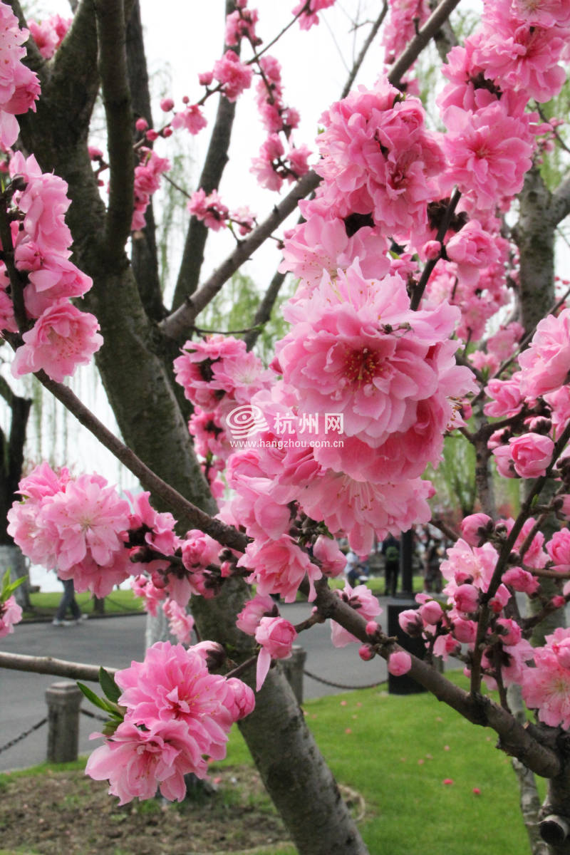 杭州西湖白堤 —— 花(17)