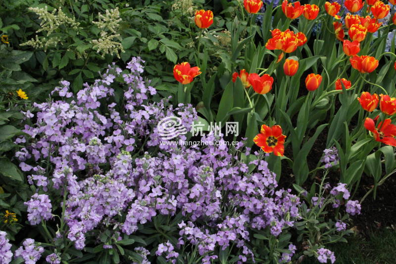 太子湾公园2025年“爱如繁花”郁金香花展(05)