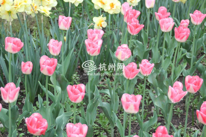 太子湾公园2025年“爱如繁花”郁金香花展(82)