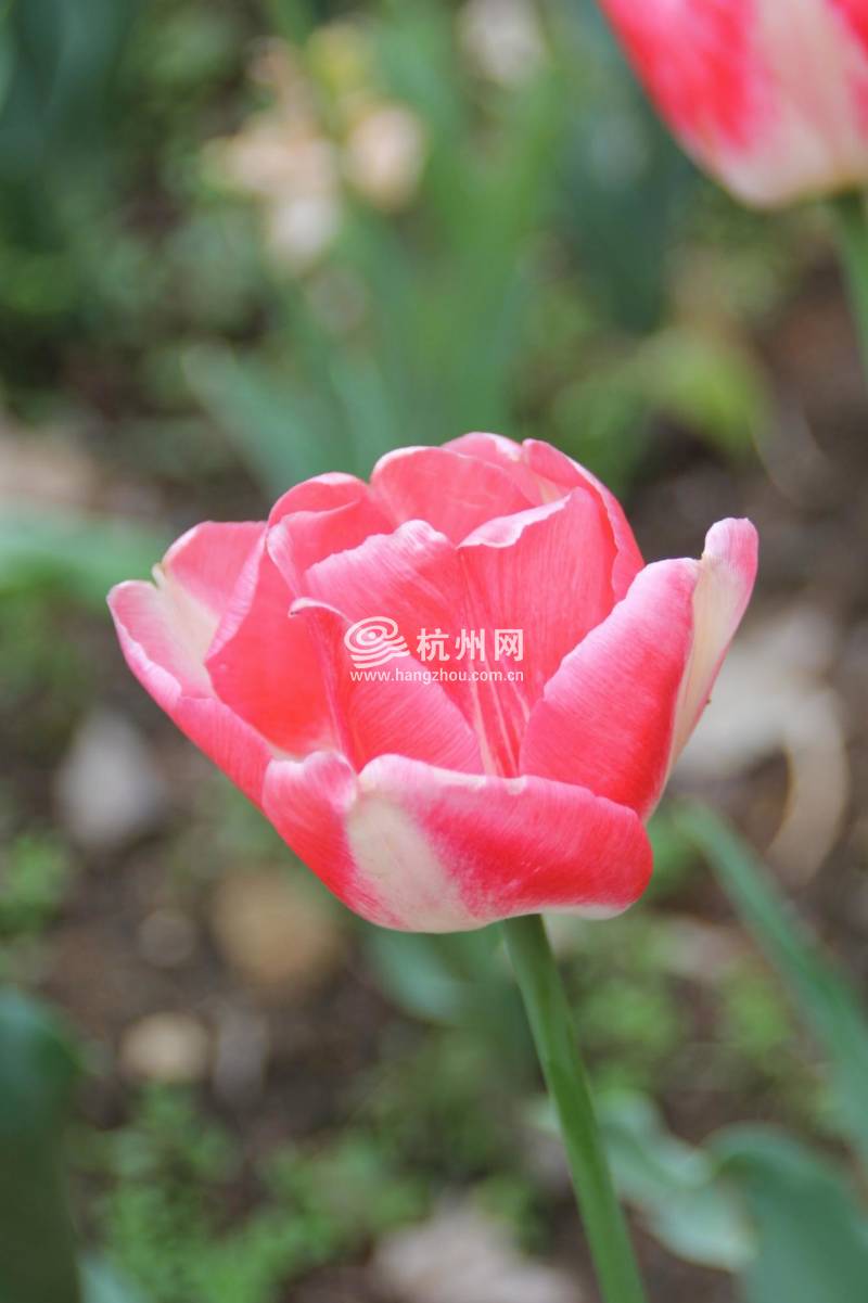 太子湾公园2025年“爱如繁花”郁金香花展(70)