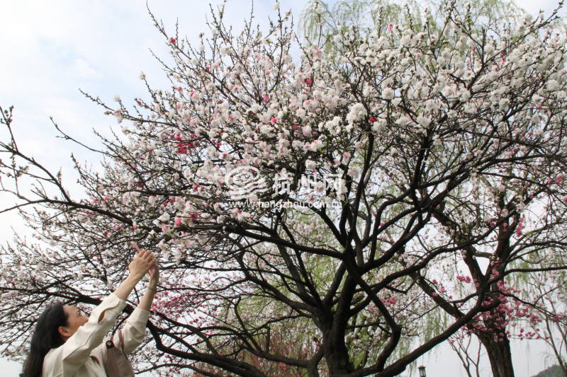 杭州西湖白堤 —— 花(04)