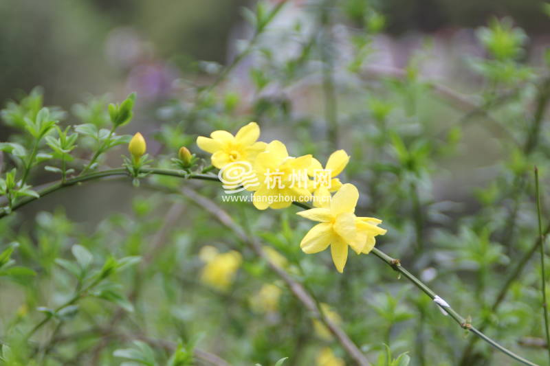 太子湾公园2025年“爱如繁花”郁金香花展(24)