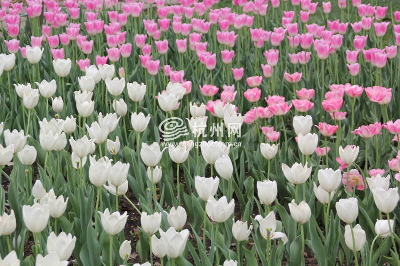 太子湾公园2025年“爱如繁花”郁金香花展(27)
