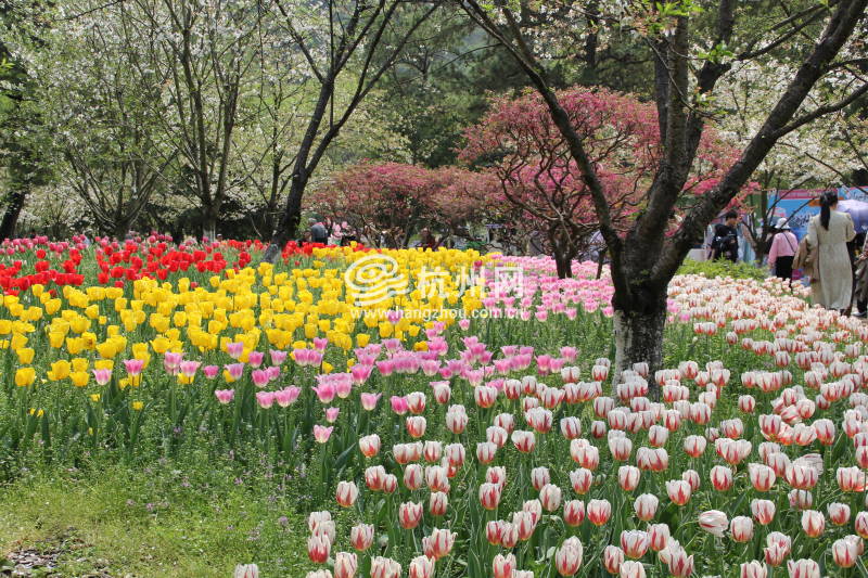 太子湾公园2025年“爱如繁花”郁金香花展(17)