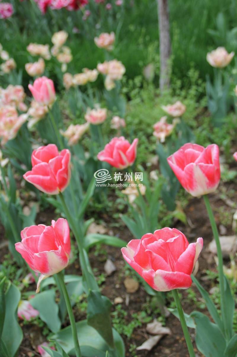 太子湾公园2025年“爱如繁花”郁金香花展(69)