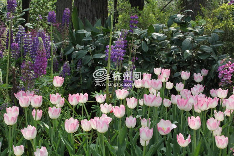 太子湾公园2025年“爱如繁花”郁金香花展(01)