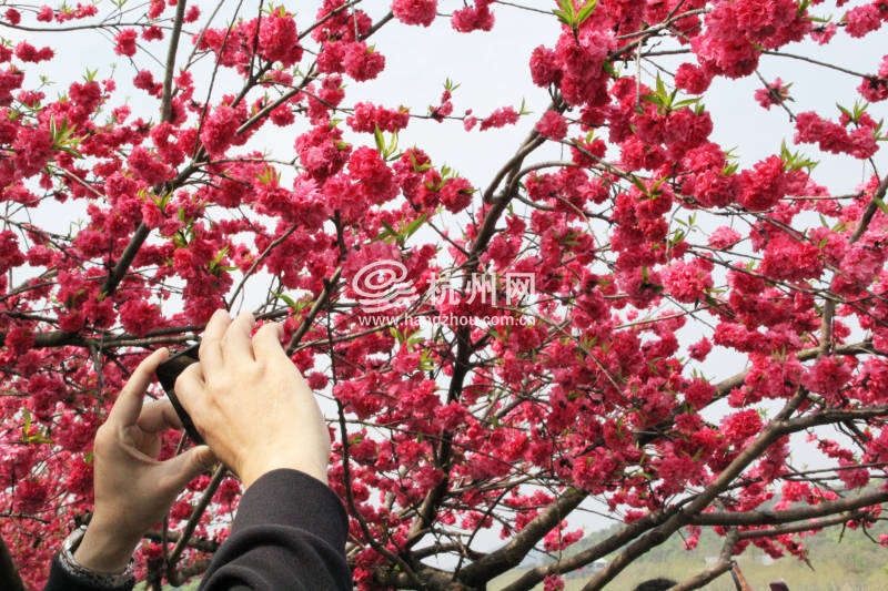 杭州西湖白堤 —— 花(10)