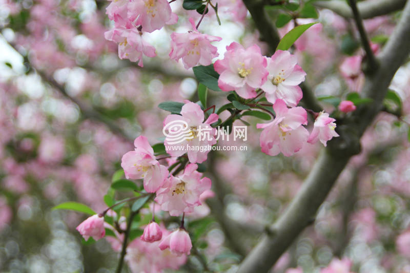 杭州三月花开之街边公园(05)