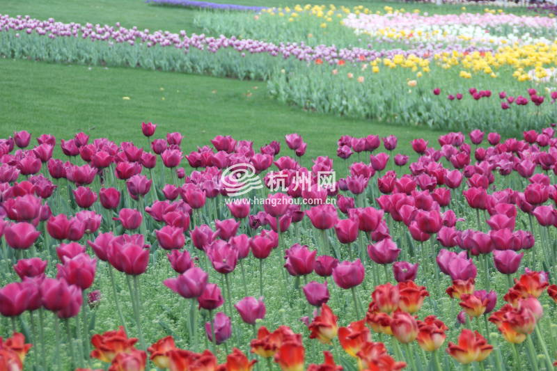 太子湾公园2025年“爱如繁花”郁金香花展(40)