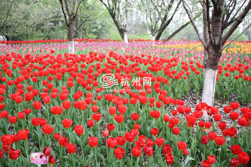 太子湾公园2025年“爱如繁花”郁金香花展(47)
