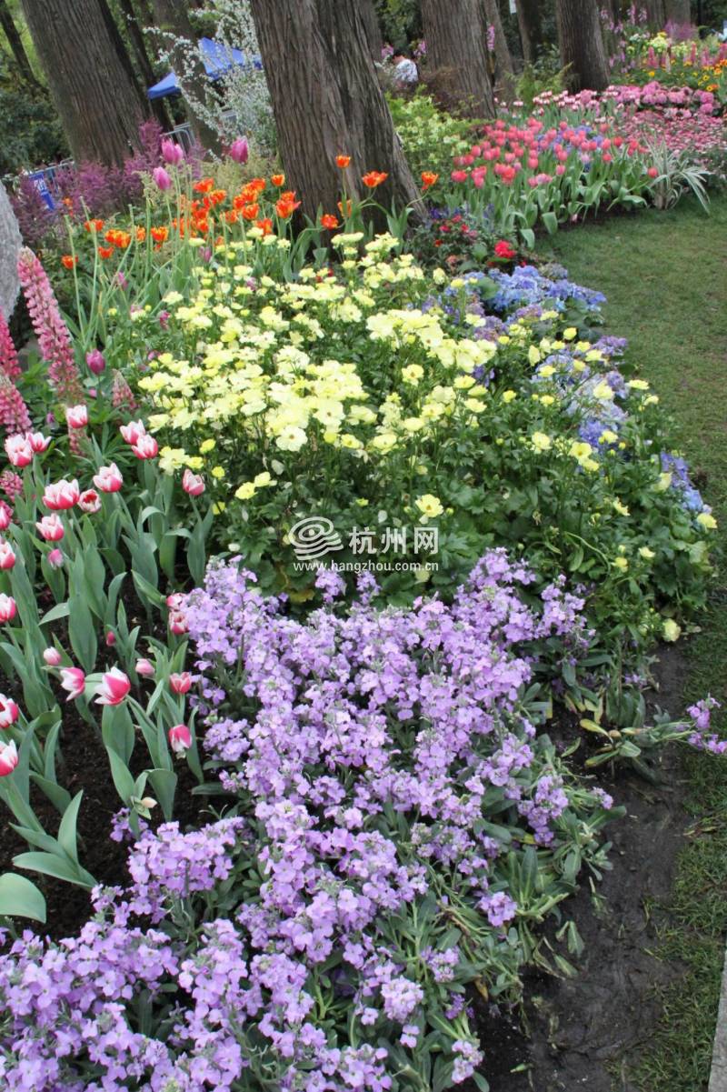 太子湾公园2025年“爱如繁花”郁金香花展(08)