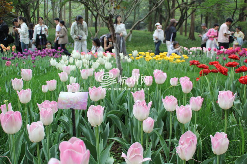 太子湾公园2025年“爱如繁花”郁金香花展(65)