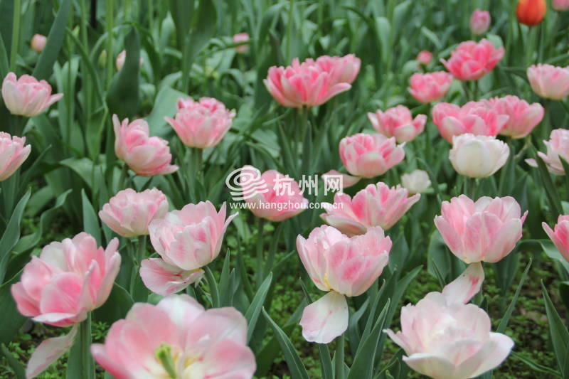 太子湾公园2025年“爱如繁花”郁金香花展(61)