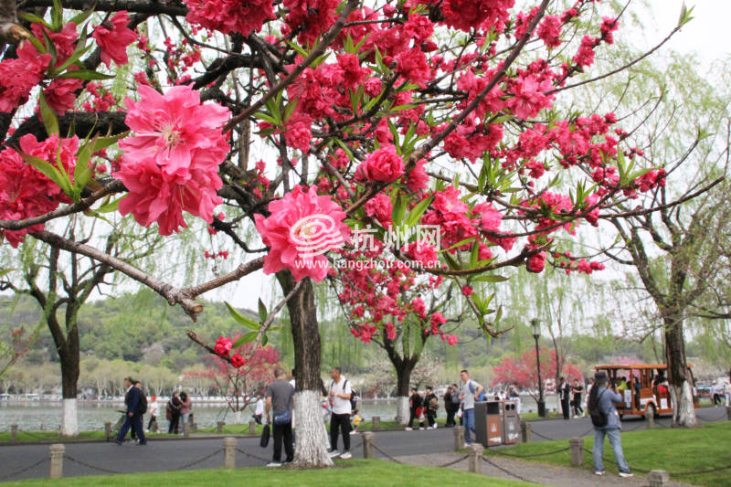 杭州西湖白堤 —— 花(11)