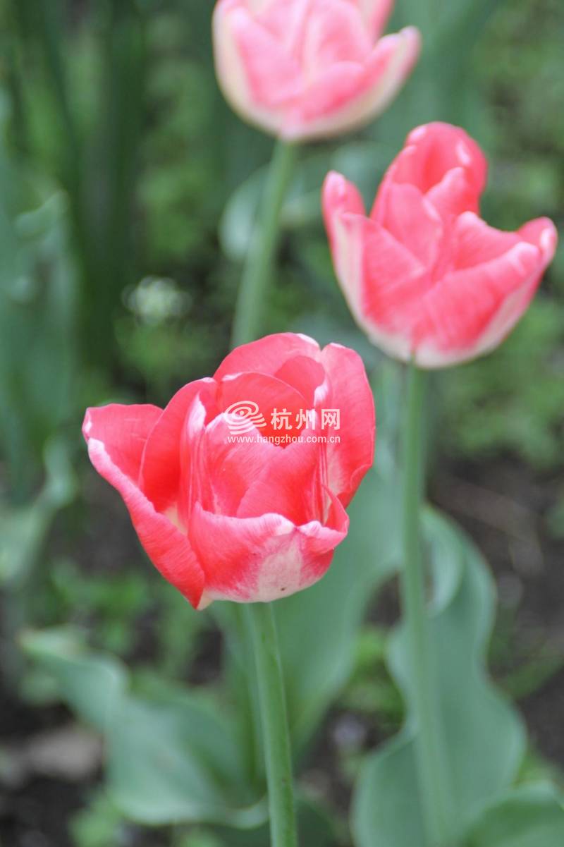 太子湾公园2025年“爱如繁花”郁金香花展(81)