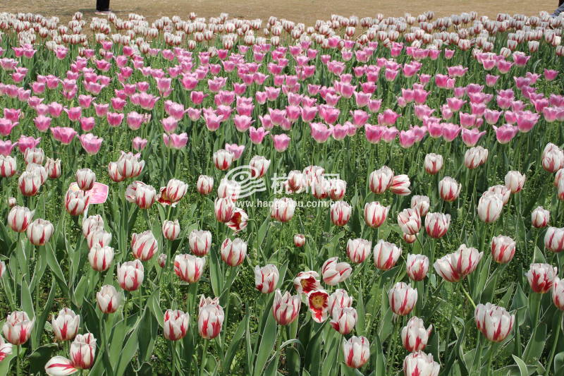 太子湾公园2025年“爱如繁花”郁金香花展(19)