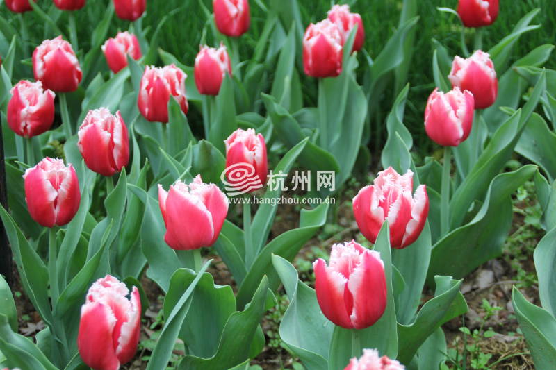 太子湾公园2025年“爱如繁花”郁金香花展(63)