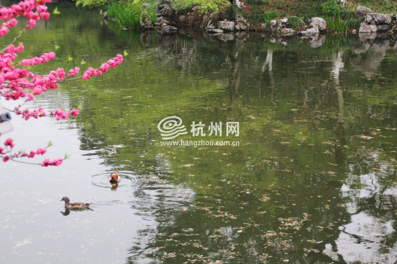 杭州三月花开之街边公园(13)
