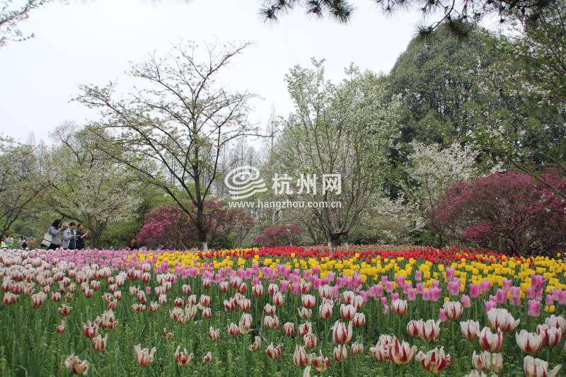 太子湾公园2025年“爱如繁花”郁金香花展(87)