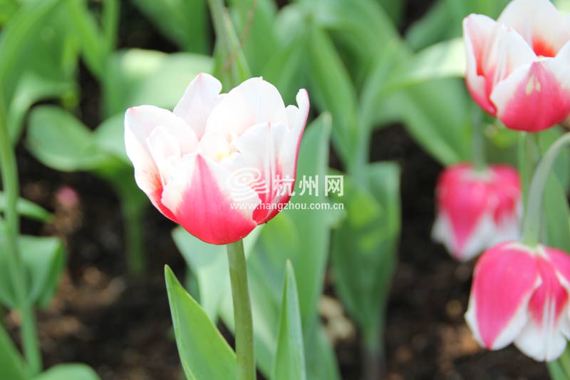 太子湾公园2025年“爱如繁花”郁金香花展(11)