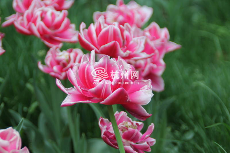 太子湾公园2025年“爱如繁花”郁金香花展(72)
