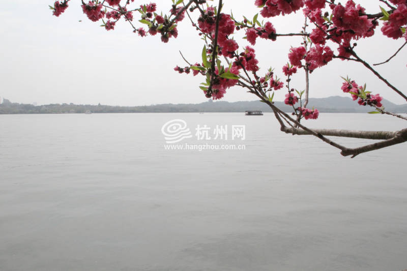 杭州西湖白堤 —— 花(02)
