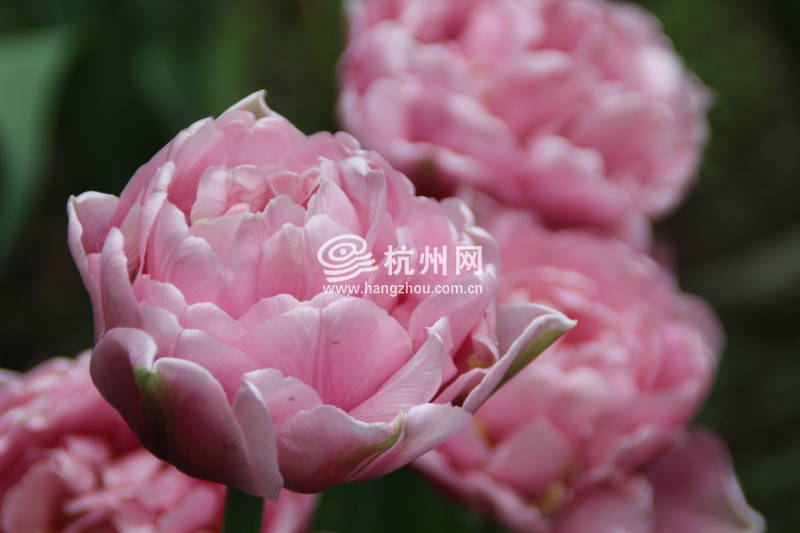 太子湾公园2025年“爱如繁花”郁金香花展(76)