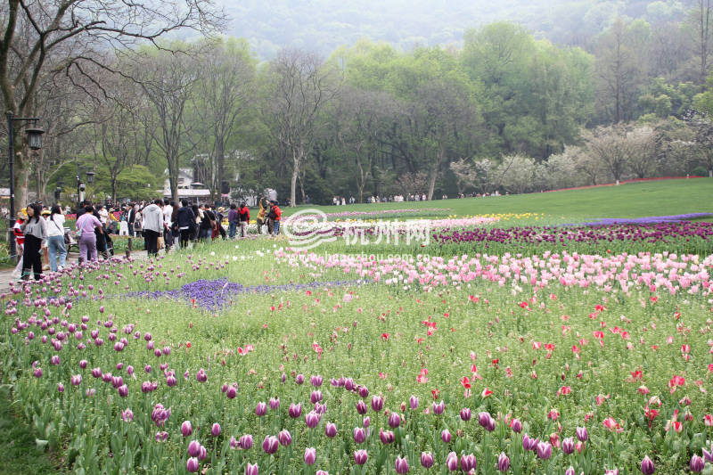 太子湾公园2025年“爱如繁花”郁金香花展(83)