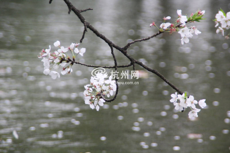 杭州三月花开之街边公园(09)