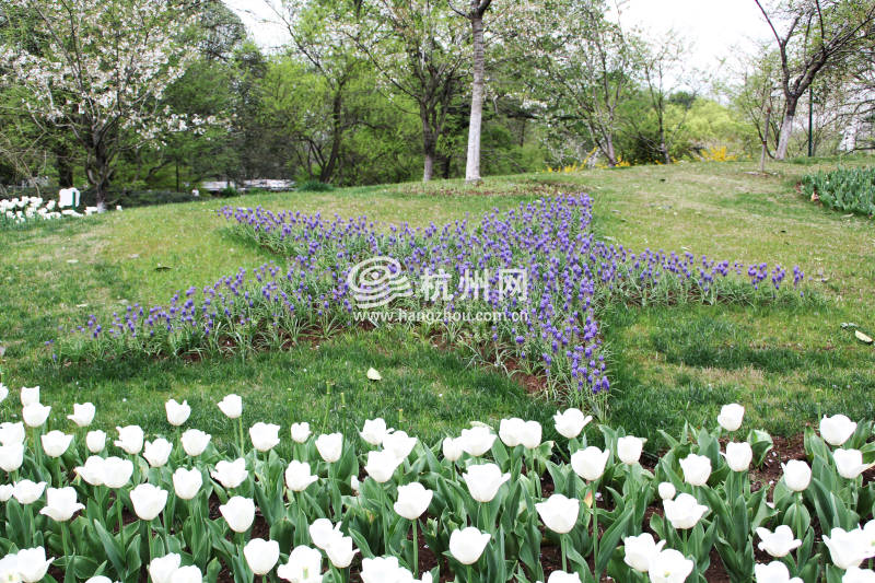 太子湾公园2025年“爱如繁花”郁金香花展(29)